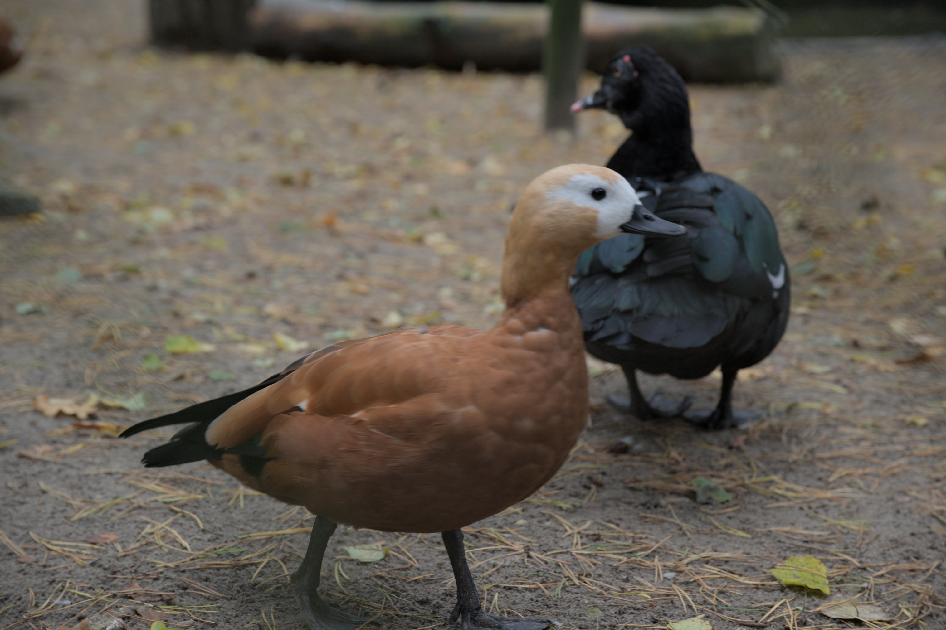 2025/10/12 - zoo/DSC_0096.jpg